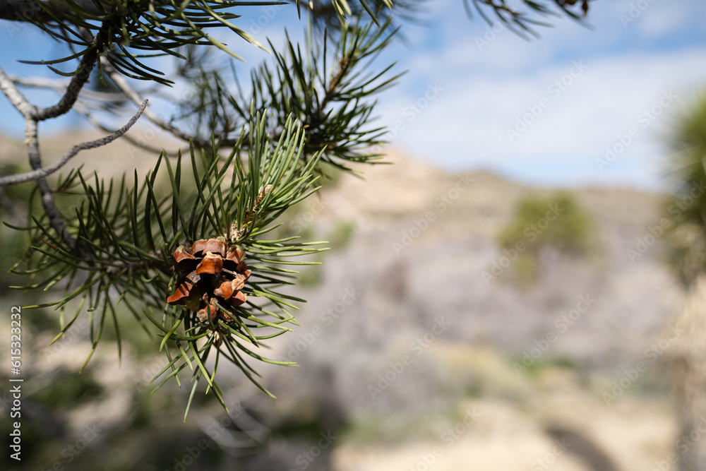 Φωτογραφία A close-up of a pine cone forming on a pine tree in the Mojave Desert, in the area of Joshua Tree National Park in California