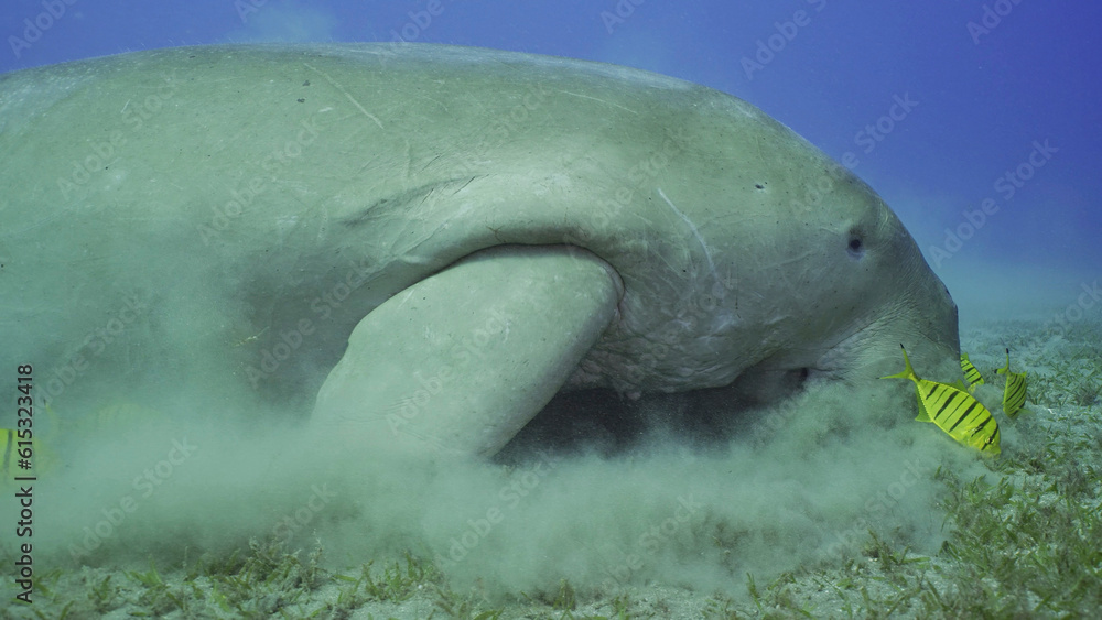 Sea Cow eating algae on seagrass meadow. Dugong (Dugong dugon