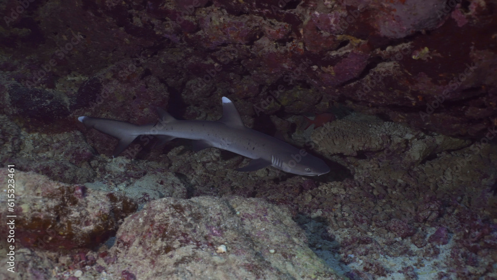Shark swims inside the cave. Close-up of Whitetip Reef Shark (Triaenodon obesus) floats above the seabed in an underwater coral cave, Red sea, Egypt