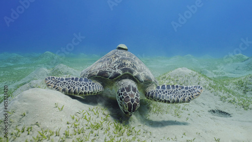 Sea turtle grazing on the seaseabed, slow motion. Great Green Sea Turtle (Chelonia mydas) eating green algae on seagrass meadow, Red sea, Egypt