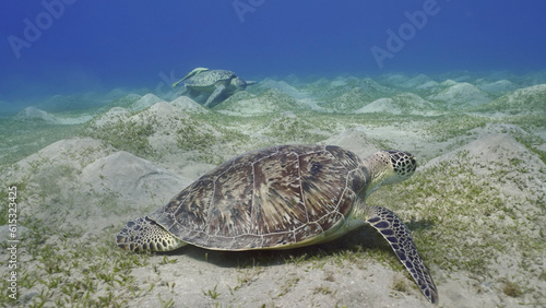 Two Sea turtles graze on the seabed eating green algae. Two Great Green Sea Turtle (Chelonia mydas) with Remorafish on shell eats Smooth ribbon seagrass (Cymodocea rotundata) Red sea, Egypt photo