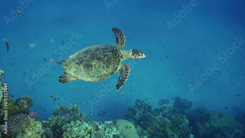 Top view of Hawksbill Sea Turtle or Bissa (Eretmochelys imbricata) swims above coral reef with colorful tropical fish swimming around it, Red sea, Egypt © Andriy Nekrasov