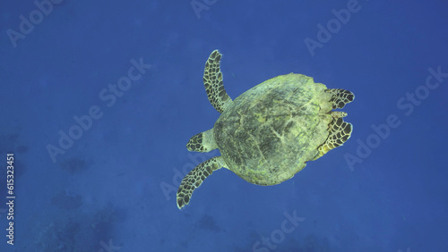  Hawksbill Sea Turtle or Bissa (Eretmochelys imbricata) dives down to the deep in the blue Ocean, Red sea, Egypt