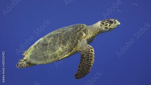  Hawksbill Sea Turtle or Bissa (Eretmochelys imbricata) swims up in the blue Ocean, Red sea, Egypt