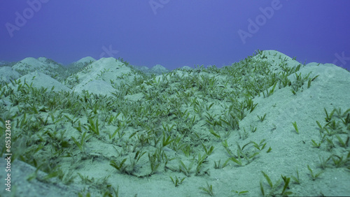 Seagrass bed on hilly sand bottom. Seabed sandy hills covered with Smooth ribbon seagrass (Cymodocea rotundata) on seagrass meadow, Red sea, Egypt