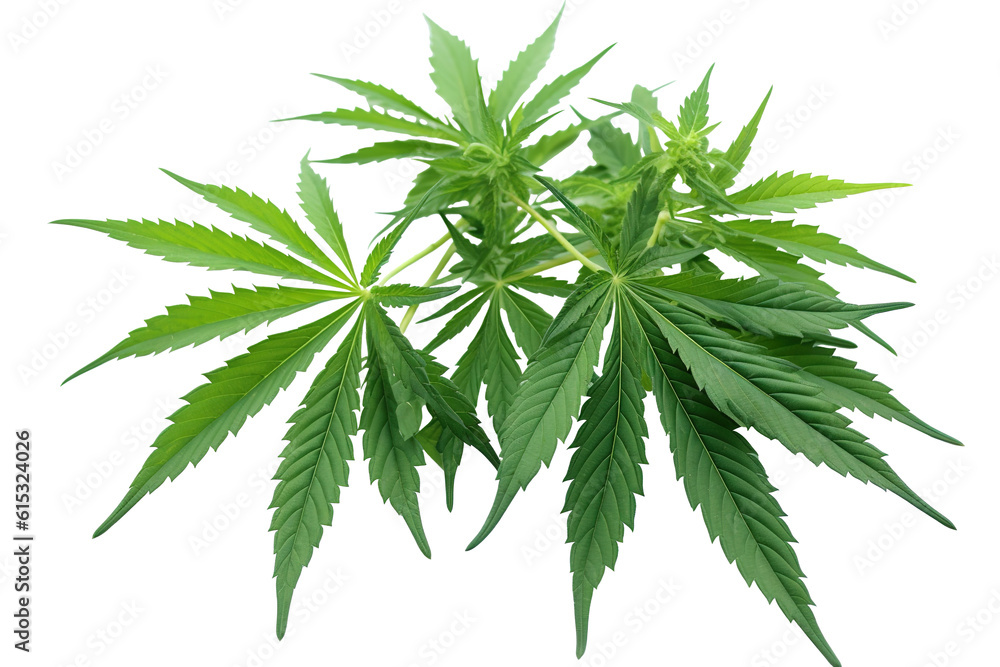 Male hemp or cannabis plant leaves, transparent background (PNG). Generative AI. Male hemp or cannabis plant leaves, transparent background (PNG). Generative AI.