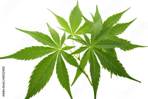 Fototapeta Male hemp or cannabis plant leaves, transparent background (PNG)