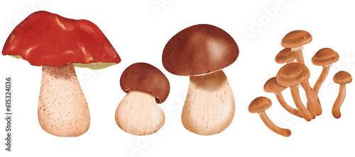 A set of a couple of fresh, delicious porcini, honey agaric, orange-cup boletus mushrooms, Isolated watercolor illustration - tutorial, guide, workbook, notebook, print, scrapbooking, Sticker,