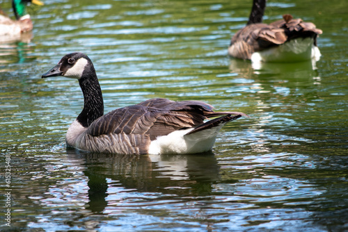 Canada goose in focus on pond with another goose and mallard duck in background with ripples in the water