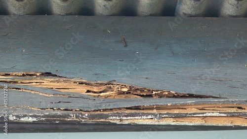 Close-up termite mound in a wood