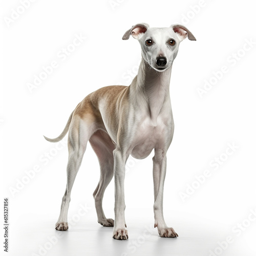 Whippet dog isolated on a white background  ai generative.