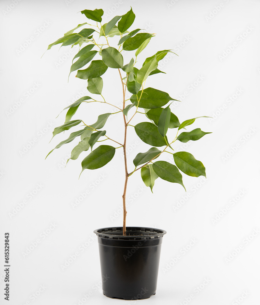 A small cutting of ficus benjamina in a black plastic pot isolated on a white background A small cutting of ficus benjamina in a black plastic pot isolated on a white background