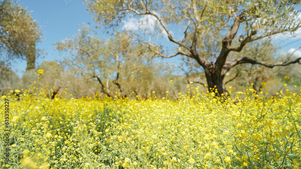 Beautiful summer wild nature landscape Beautiful summer wild nature landscape