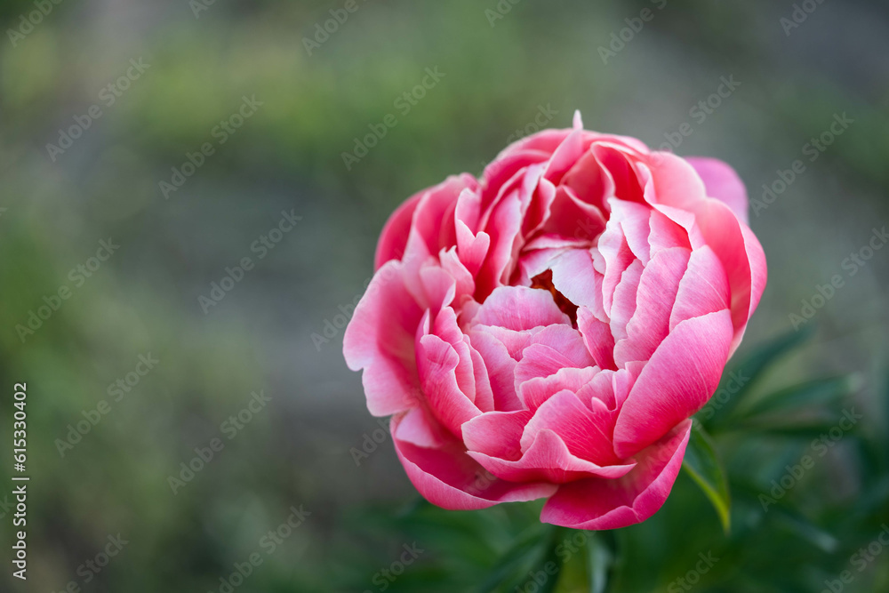 flowering of a delicate pink peony of amazing beauty