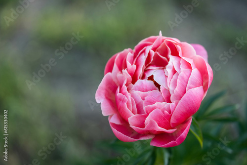 Obraz na płótnie flowering of a delicate pink peony of amazing beauty w salonie