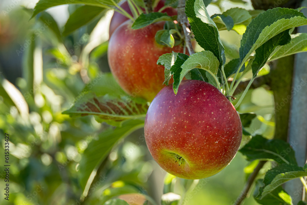 Obraz premium ripe red apples on the tree