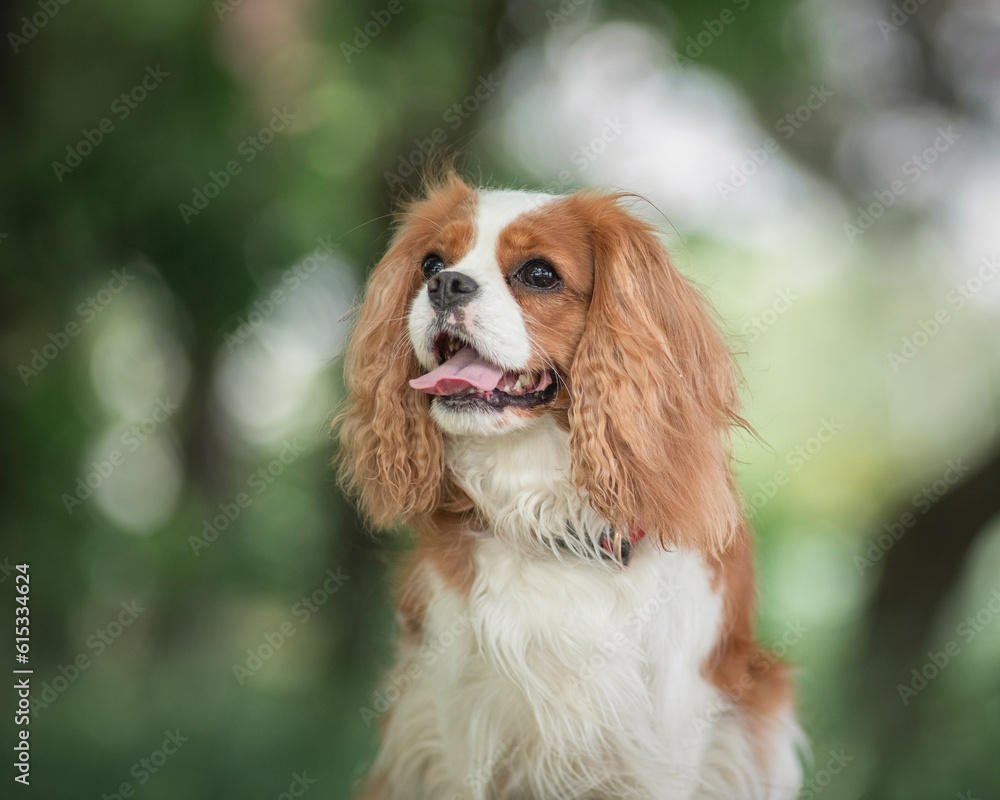 Portrait of a beautiful purebred Cavalier King Charles Spaniel.