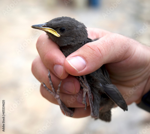 Bilde på lerret Rescuing a baby starling that fell from a nest