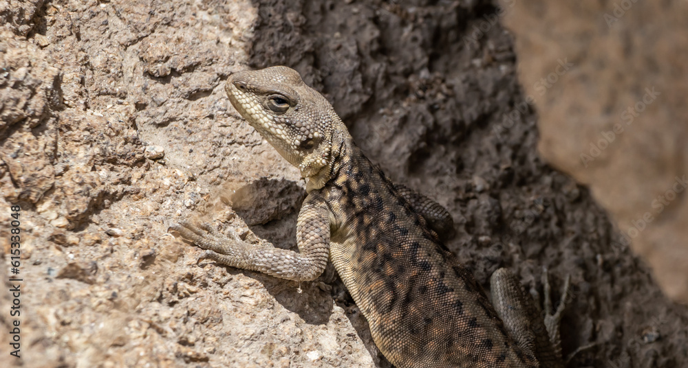 High angle close-up shot of a Himalayan Agama, looking like a lizard. High angle close-up shot of a Himalayan Agama, looking like a lizard.