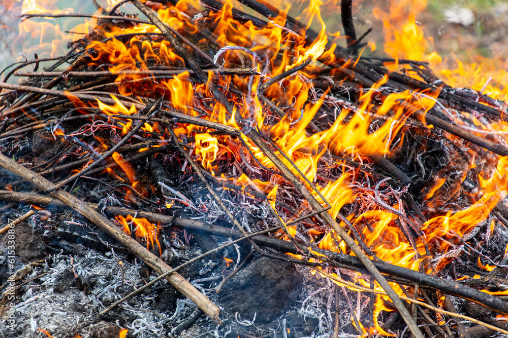 Burning firewood in a campfire, close-up Burning firewood in a campfire, close-up