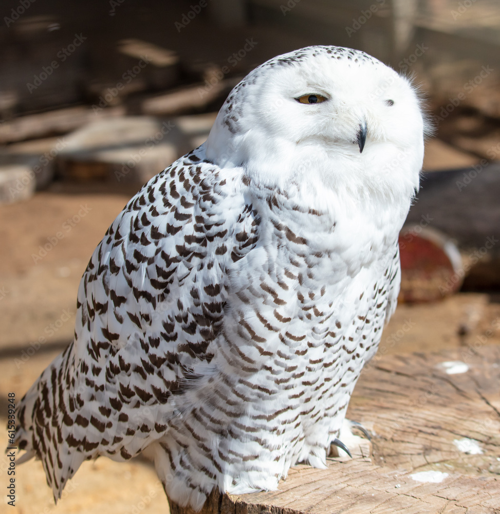 Obraz premium Owl portrait in the zoo. Close-up