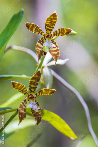 Staurochilus fasciatus (Rchb.f.) Ridl, Beautiful rare wild orchids in tropical forest of Thailand. photo