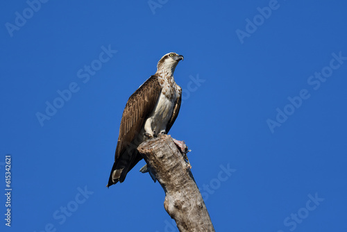 Australian immature Osprey -Pandion haliaetus- perched tree stump guarding freshly caught fish sunlight blue sky