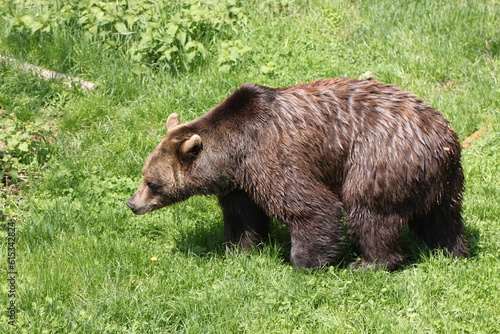 an adult brown bear roams the woods