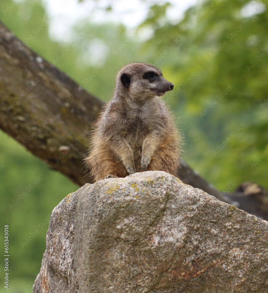 Fototapeta premium banded mongoose (Mungos mungo) sitting on a stone hill 