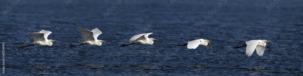 Great egret // Silberreiher (Ardea alba) - Greece Great egret // Silberreiher (Ardea alba) - Greece