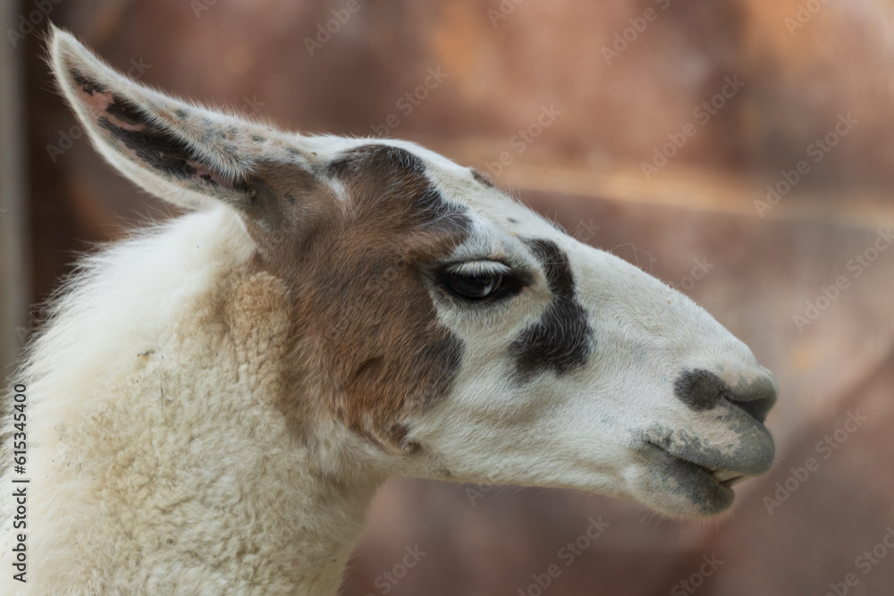 close up of a white alpaca