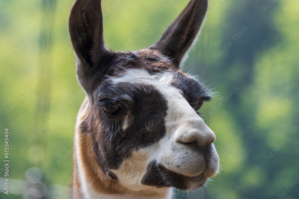 Fototapeta premium close up of a donkey