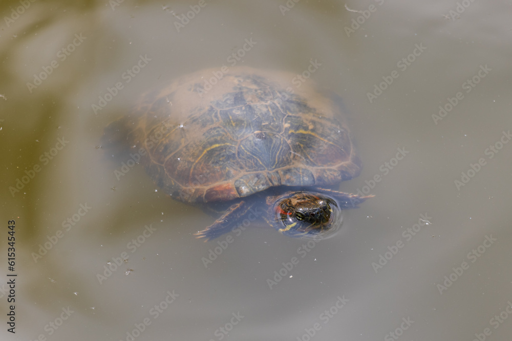 Obraz premium close up of a turtle