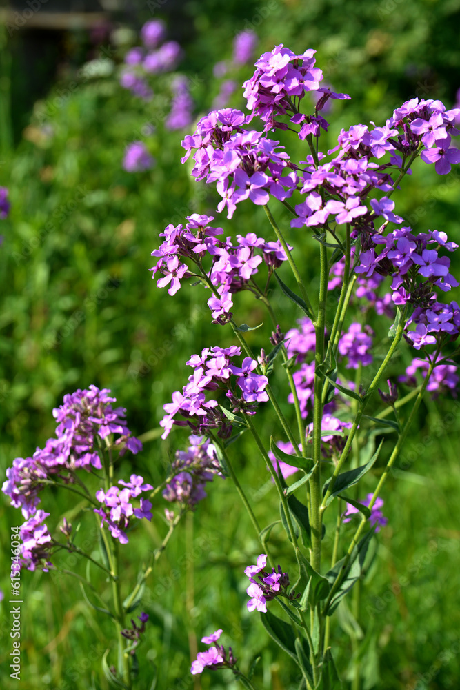 Fototapeta premium Flowers of Hesperis Matronalis, background with selective focus.