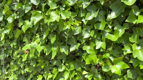 pared completamente cubierta por una enrredadera verde, luz del sol brilla en las hojas.