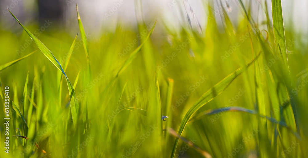 closeup green grass in the field, summer natural background closeup green grass in the field, summer natural background