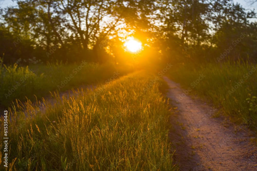 closeup ground road in the forest at the sunset, summer countryside outdoor background