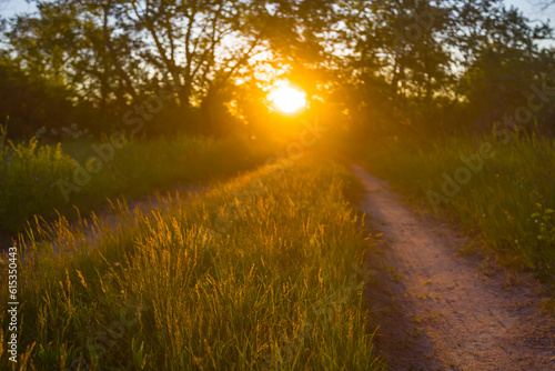 closeup ground road in the forest at the sunset  summer countryside outdoor background