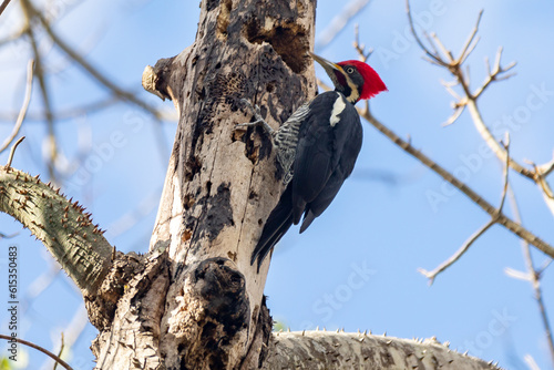 Male Lineated Woodpecker on the Trunk, looking for a Meal (Pica-pau de Banda Branca , Dryocopus lineatus) photo