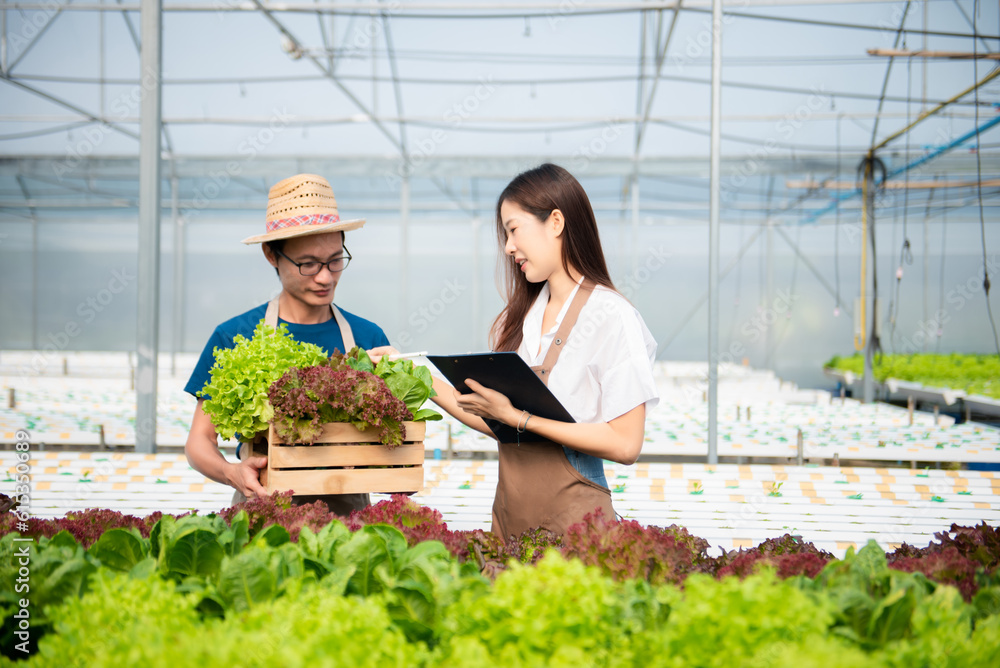 Man and woman working on lettuce plantation in farm using tablet, laptop and holding wood basket of fresh vegetables Man and woman working on lettuce plantation in farm using tablet, laptop and holding wood basket of fresh vegetables