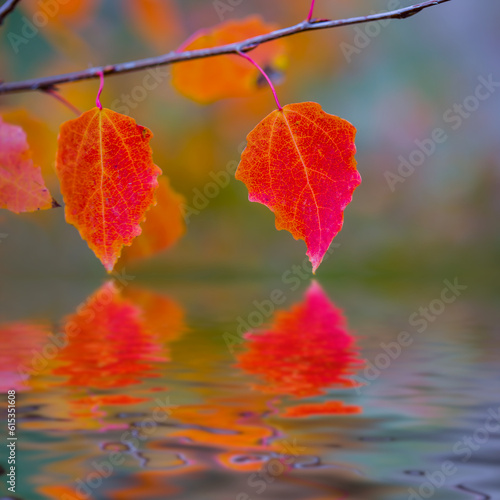 red aspen tree branch reflected in a water, autumn seasonal natural nackground