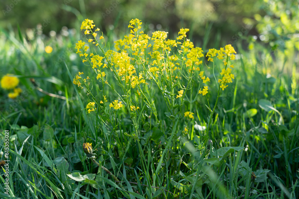 Obraz premium Beautiful bright natural image of fresh grass with yellow flowers. Blurred background.