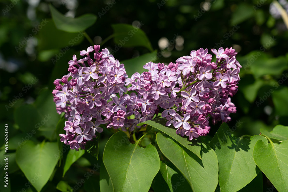 Branch with spring lilac flowers and leaves. Branch with spring lilac flowers and leaves.