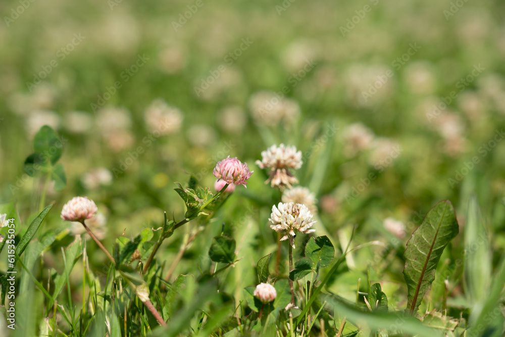 Clover field on a meadow. Flower meadow in pink, white and green. Plants from nature. Clovers background. Clover field on a meadow. Flower meadow in pink, white and green. Plants from nature. Clovers background.