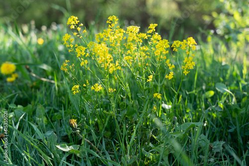 Beautiful bright natural image of fresh grass with yellow flowers. Blurred background.