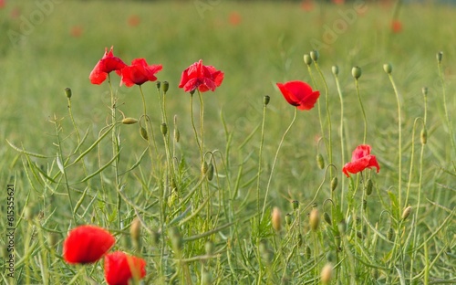 red poppies in the evening light, czerwone maki