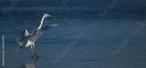 Silberreiher // Great egret (Ardea alba) - Greece photo