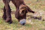 Baudet du Poitou - Equus asinus - broutant dans la prairie