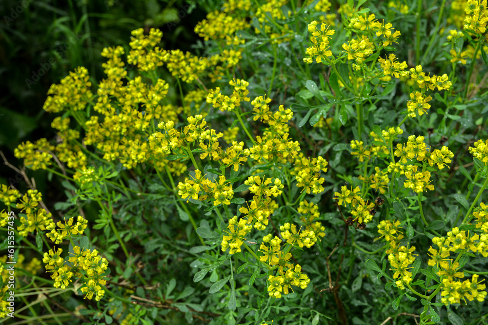 Common rue yellow flowers - Latin name - Ruta graveolens.