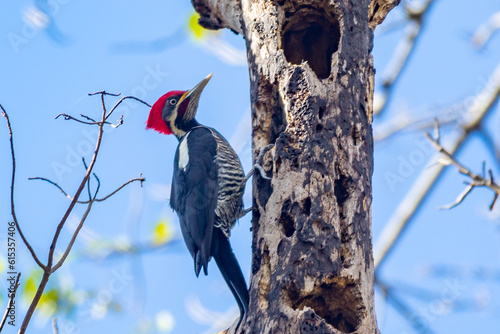 Male Lineated Woodpecker on the Trunk, looking for a Meal (Pica-pau de Banda Branca , Dryocopus lineatus) photo